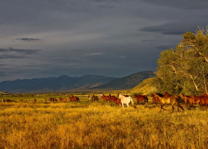 Mountain Sky Ranch / Crafted in Carhartt 
