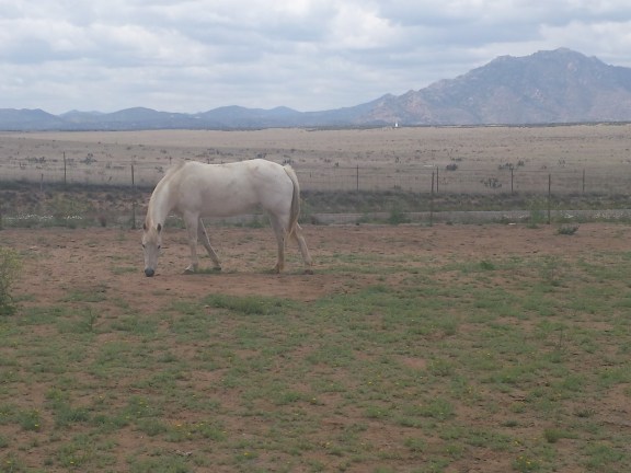 this moment white horse